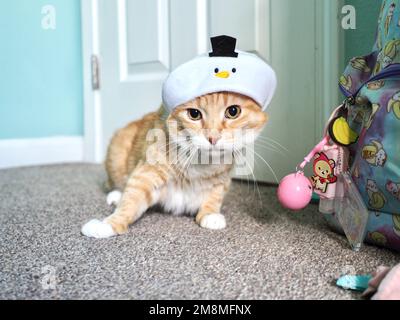 Mika the Orange Tabby in Snowman costume Stock Photo