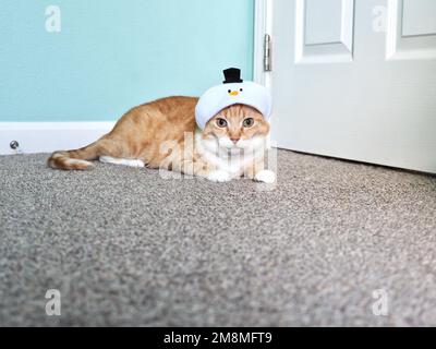 Mika the Orange Tabby in Snowman costume Stock Photo