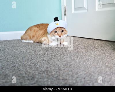 Mika the Orange Tabby in Snowman costume Stock Photo
