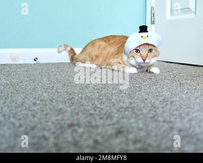Mika the Orange Tabby in Snowman costume Stock Photo