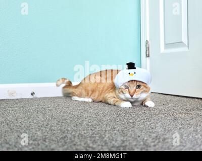 Mika the Orange Tabby in Snowman costume Stock Photo