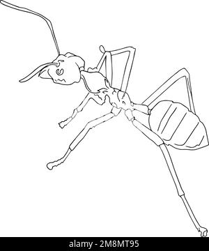 Outline detailed sketch of ant Stock Vector