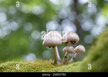 Porcelain fungus (Mucidula mucida), fruiting body surrounded by moss on dead beech on forest floor, Kellerwald-Edersee National Park, Germany Stock Photo