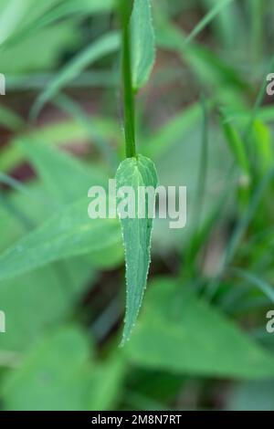 Spiked rampion (Phyteuma spicatum), leaf in detail, Schwangau, Allgaeu, Germany Stock Photo