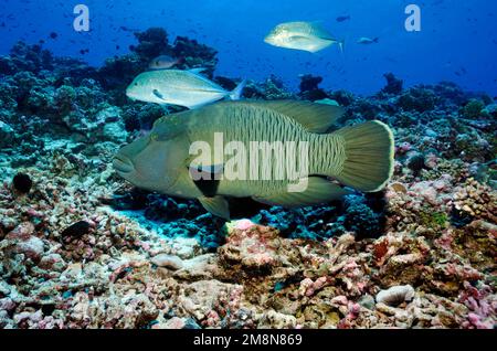 Humphead wrasse (Cheilinus undulatus) over hard corals in Fakarava, South Pacific, French Polynesia Stock Photo