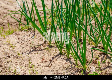 A row of green onions grows in ground. Stock Photo
