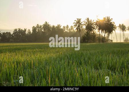 Rice fields at sunrise in the morning Stock Photo