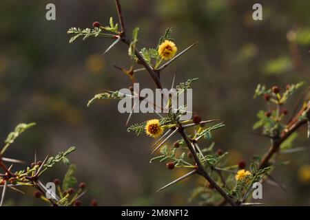 Vachellia farnesiana. Acacia farnesiana. Sweet acacia. Mimosa farnesiana. Huisache. Needle bush. Stock Photo