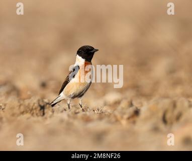 Stonechat perching on the ground. Siberian stonechat. Asian stonechat. Stock Photo
