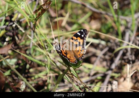 Painted lady - Vanessa kershawi - Butterfly Stock Photo