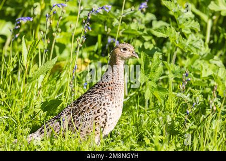 Female Pheasant [ Phasianus colchicus ] in wild garden Stock Photo