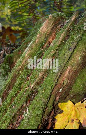 Mirrormont County Park, Issaquah, Washington, USA.   Moss-covered stump with Big Leaf Maple leaf and Western Swordfern in the background  in Autumn. Stock Photo