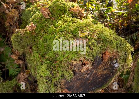 May Valley County Park, Issaquah, Washington, USA.  Moss-covered log showing tree rings. Stock Photo