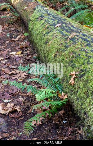 May Valley County Park, Issaquah, Washington, USA.  Moss-covered log with Western Swordfern. Stock Photo