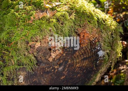 May Valley County Park, Issaquah, Washington, USA.  Moss-covered log showing tree rings. Stock Photo