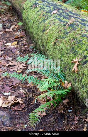 May Valley County Park, Issaquah, Washington, USA.  Moss-covered log with Western Swordfern. Stock Photo