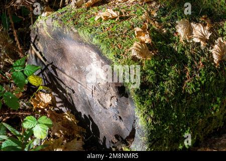 May Valley County Park, Issaquah, Washington, USA.  Moss -covered log, showing tree rings. Stock Photo