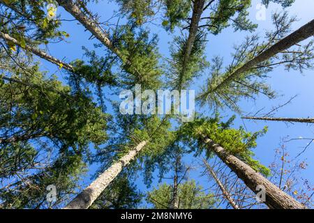 May Valley County Park, Issaquah, Washington, USA.  Looking up at Douglas Fir trees. Stock Photo