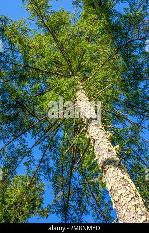 May Valley County Park, Issaquah, Washington, USA.  Looking up at Douglas Fir trees. Stock Photo