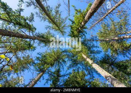 May Valley County Park, Issaquah, Washington, USA.  Looking up at Douglas Fir trees. Stock Photo