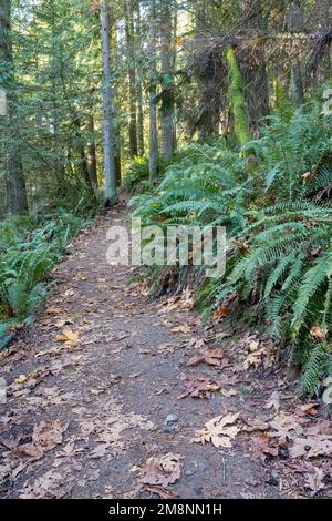 May Valley County Park, Issaquah, Washington, USA.  Western Swordfern by park path. Stock Photo