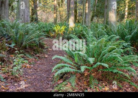 May Valley County Park, Issaquah, Washington, USA.  Western Swordfern by park path. Stock Photo