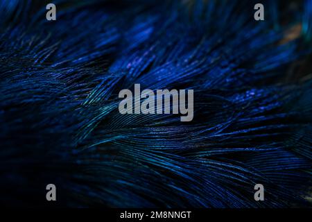 Feather. Peacock feather. Closeup of peafowl feather. blue feathers. Stock Photo