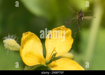 Schöne Blüten mit Startender Haarmücke Stock Photo
