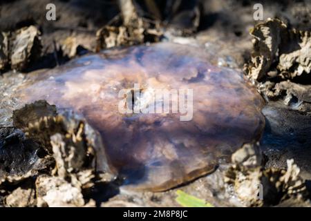 australian jellyfish washed up on a beach in tasmania in summer Stock Photo