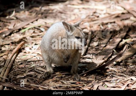 the tammar wallaby has a grey body with tan arms and a white stripe on its face.  It has a black nose and long eyelashes Stock Photo