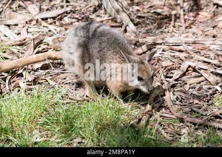 the tammar wallaby has a grey body with tan paws and hind legs Stock Photo