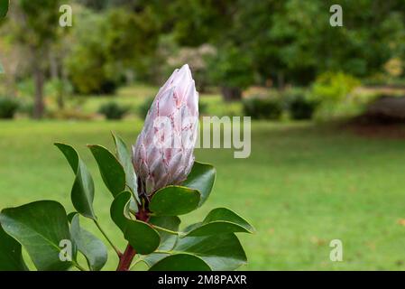 Close-up of a King Protea (Protea cynaroides) from Blandys park  Madeira Portugal. Stock Photo