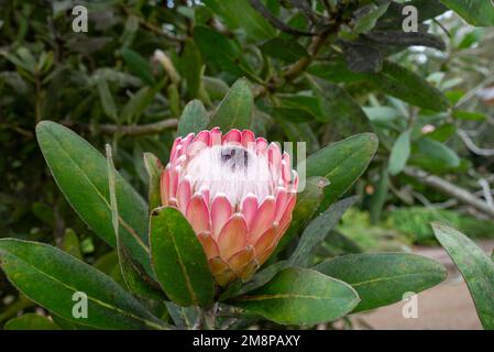 Close-up of a Protea Susara (Magnifica x Susannae) from Blandys park  on Madeira Portugal. Stock Photo