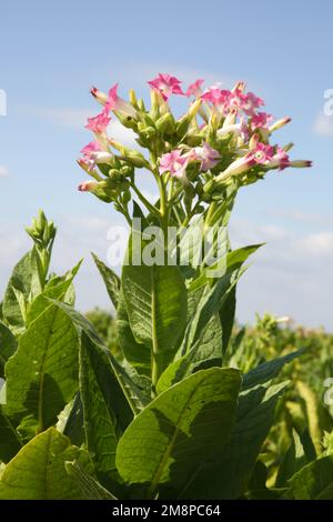 Flowers of tobacco plants in the field Stock Photo
