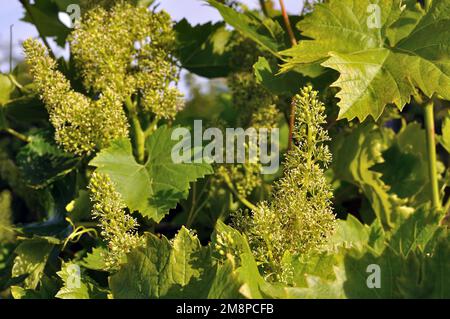 close-up of the blooming grape vine, grapes in summer day Stock Photo