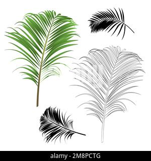 Decoration  tropical house plant leaf palm   nature  outline and silhouette  vintage vector illustration editable hand drawn Stock Vector