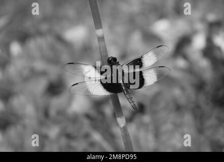 Widow skiimer dragonfly perched on a stalk on a summer day in Osceola, Wisconsin USA. Done in black and white. Stock Photo