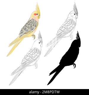 Yellow cockatiel cute tropical bird funny  parrot watercolor style outline and silhouette on a white background vintage vector illustration editable h Stock Vector