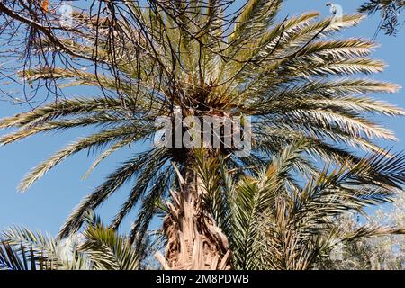 Date palms in an oasis along the road through the Atlas Mountains Stock Photo