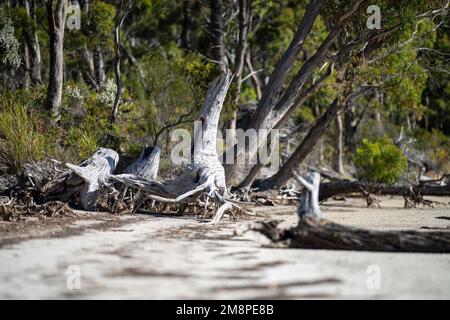 gum tree roots exposed from erosion on the beach Stock Photo - Alamy