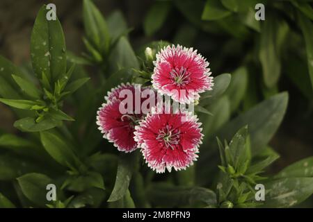 Close up beautiful and colorful Dianthus barbatus flower on garden Stock Photo