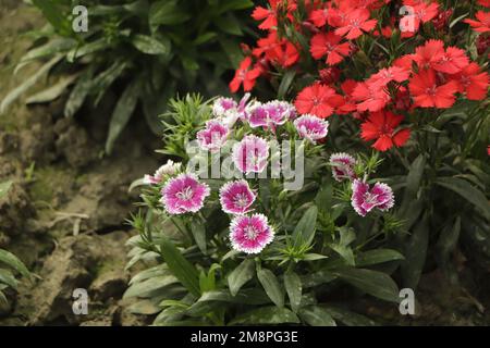 Flowerbed of pink Dianthus barbatus flower Stock Photo
