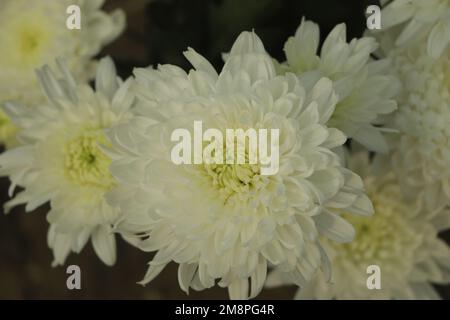 White chrysanthemums close up in autumn Sunny day in the garden. Autumn flowers. Flower head Stock Photo