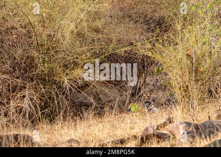 wild female bengal tiger or panthera tigris tigris resting in shade of bamboo plants during safari in dry hot summer season at kanha national park Stock Photo
