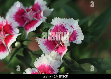 Dianthus barbatus. Blooming turkish carnation. Summer flowers. William dianthus. Flowers in the garden. Stock Photo
