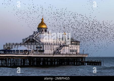 Murmuration of Starlings, over Eastbourne Pier. Large numbers of starlings roost together for safety in winter. Stock Photo