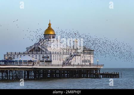 Murmuration of Starlings, over Eastbourne Pier. Large numbers of starlings roost together for safety in winter. Stock Photo