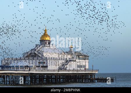 Murmuration of Starlings, over Eastbourne Pier. Large numbers of starlings roost together for safety in winter. Stock Photo