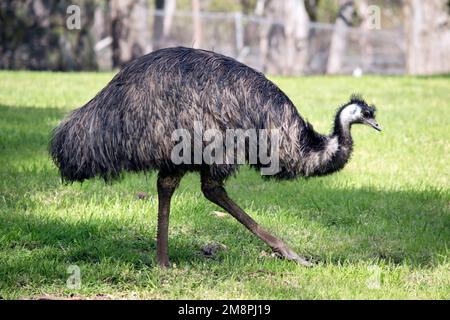 the emu covered in primitive feathers that are dusky brown to grey-brown with black tips. The Emu's neck is bluish black and mostly free of feathers. Stock Photo