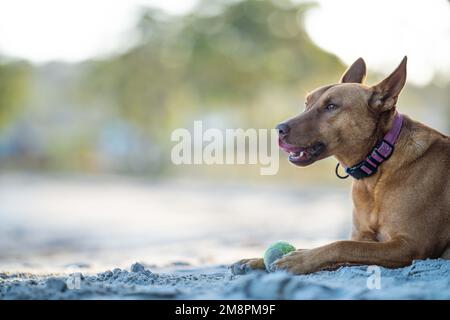 close up portrait of a kelpie dog on the sand on a beach in australia in summer Stock Photo